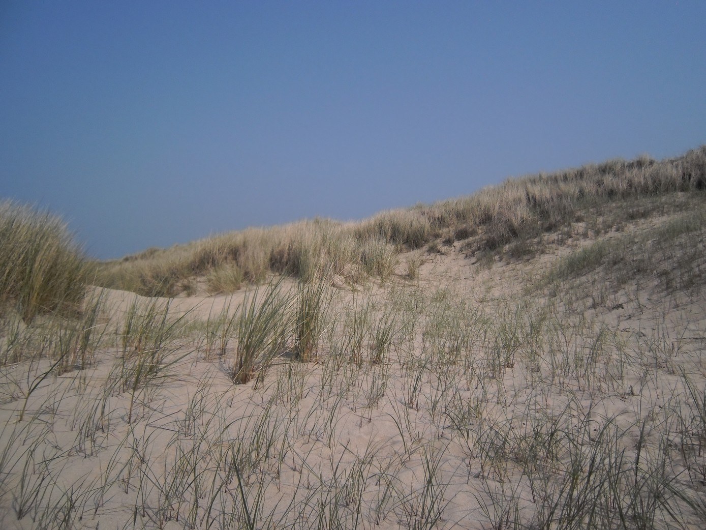 De duinen