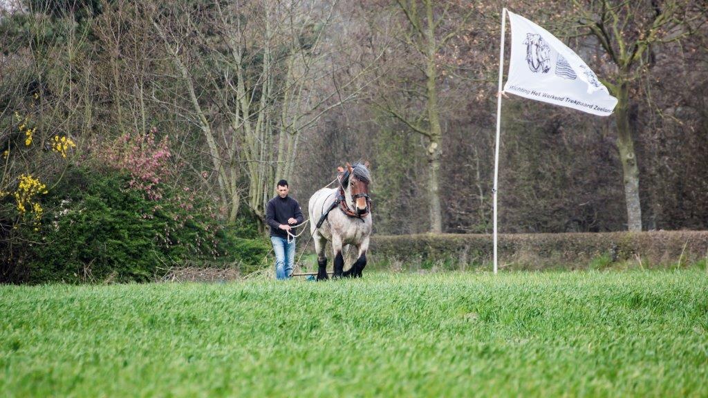 De trekpaarden aan het werk