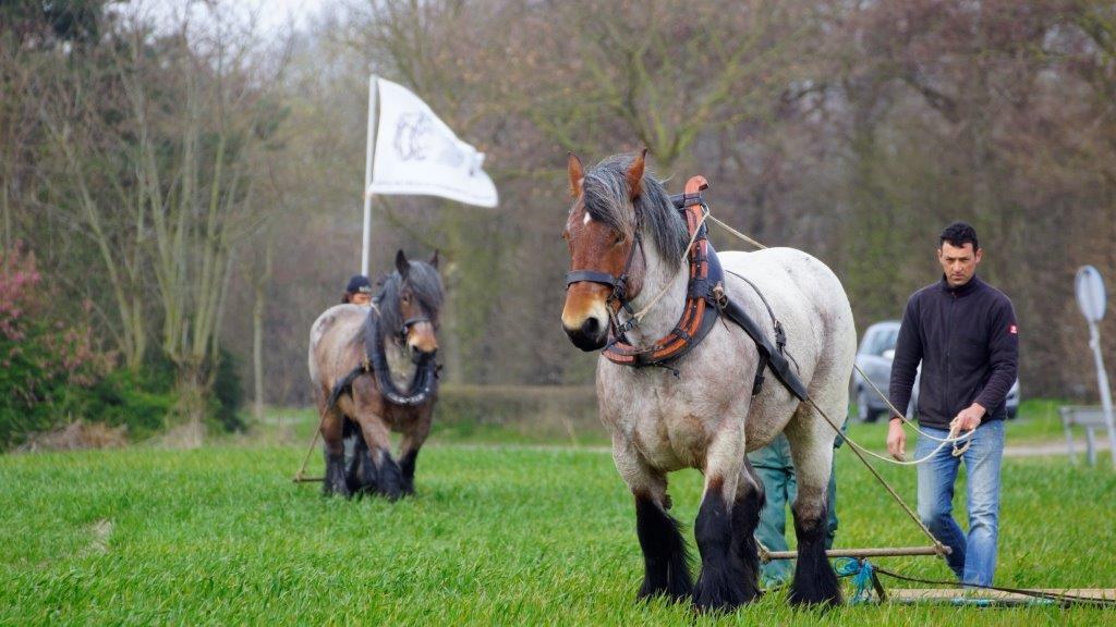 Trekpaard aan het eggen op het land