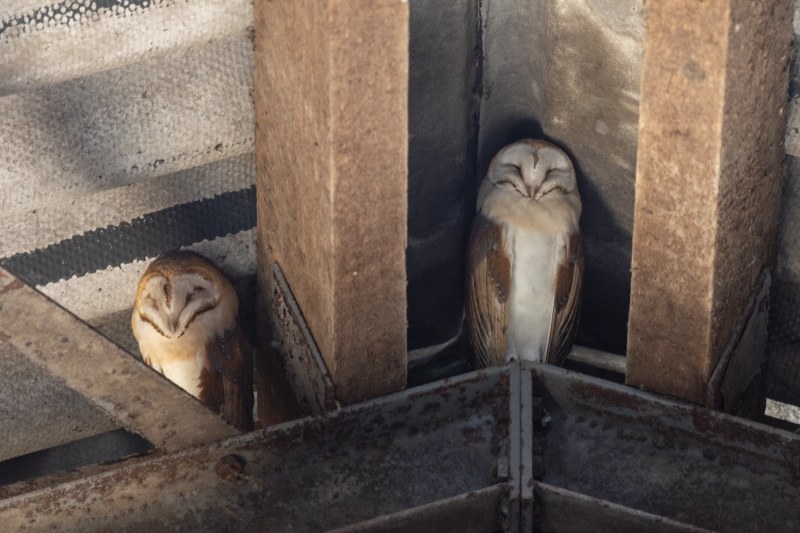 Kerkuilen in de schuur