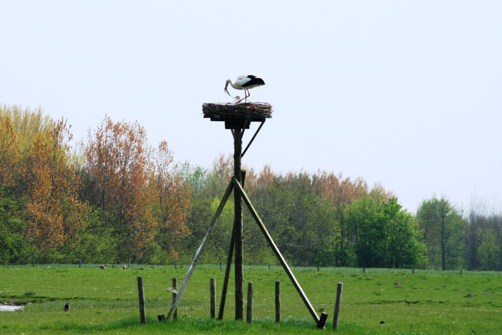 Ooievaar