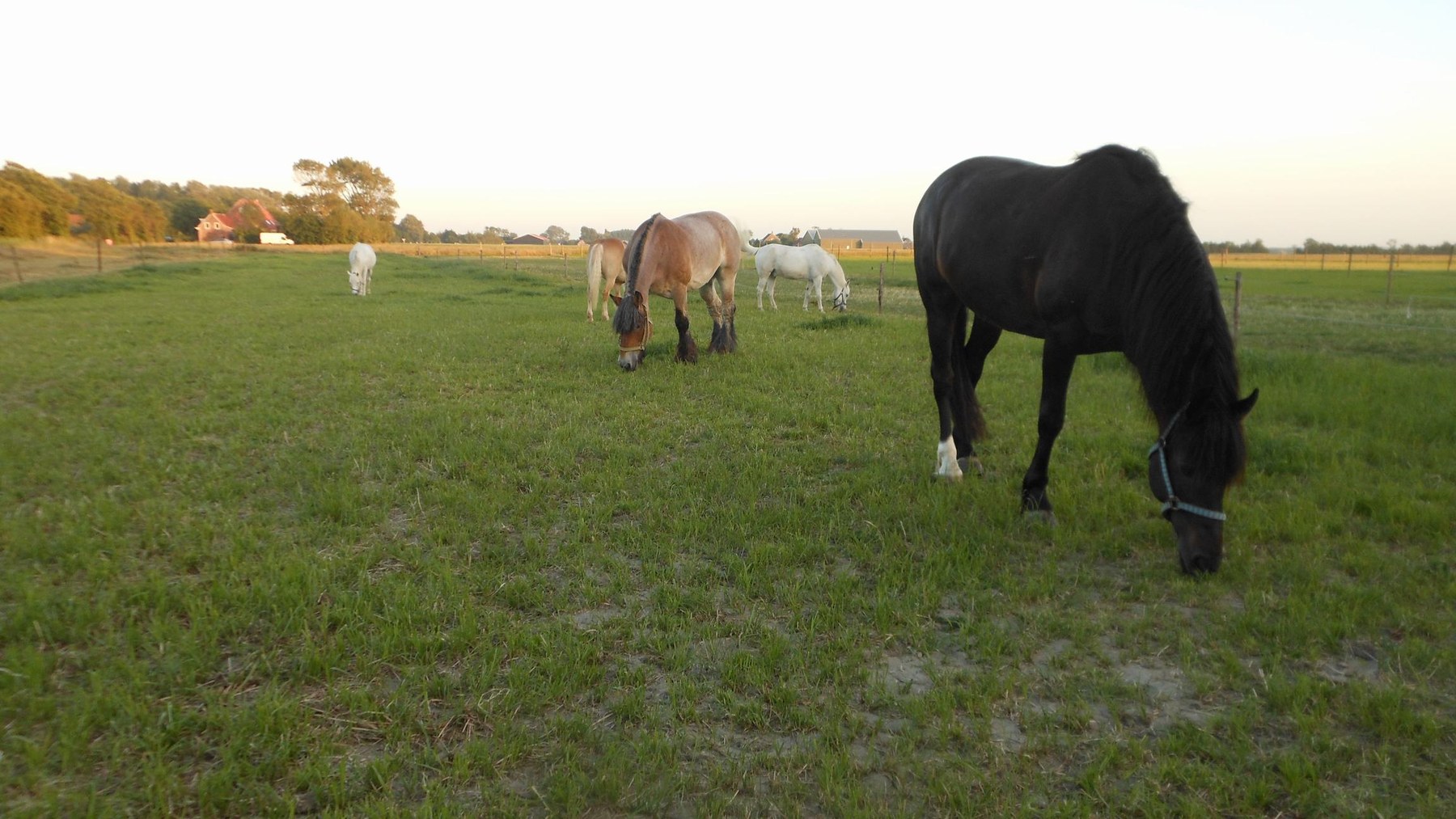 Avond in de paardenwei