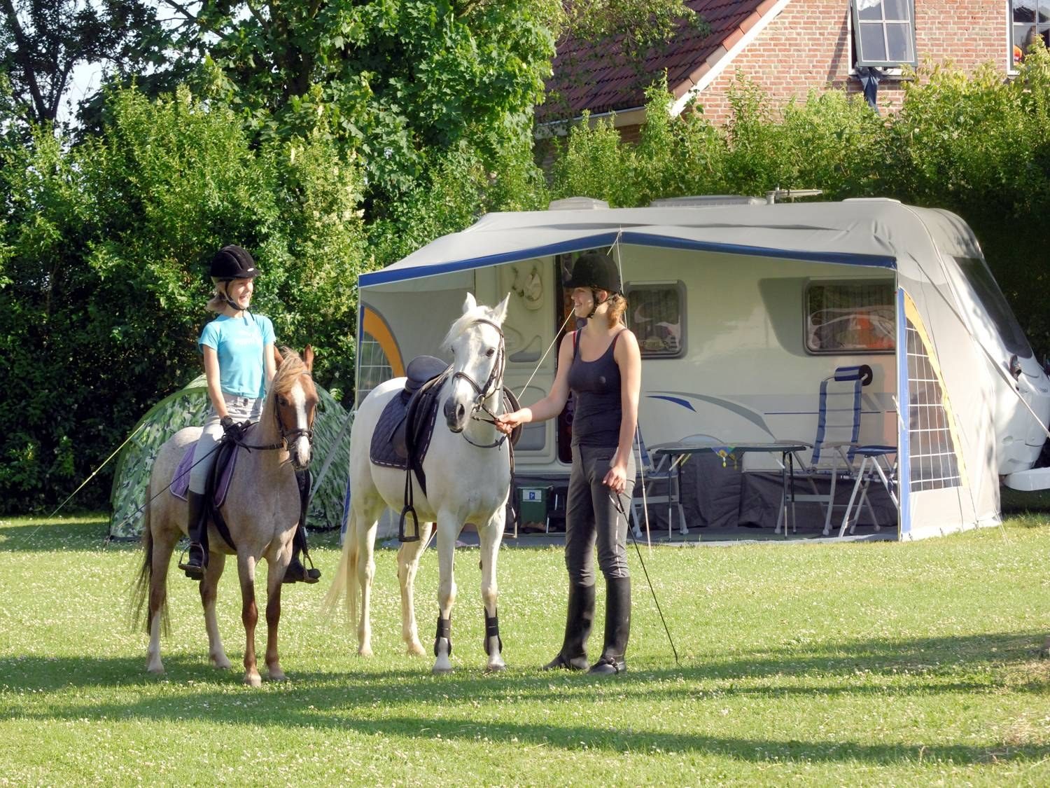 Paarden in de wei