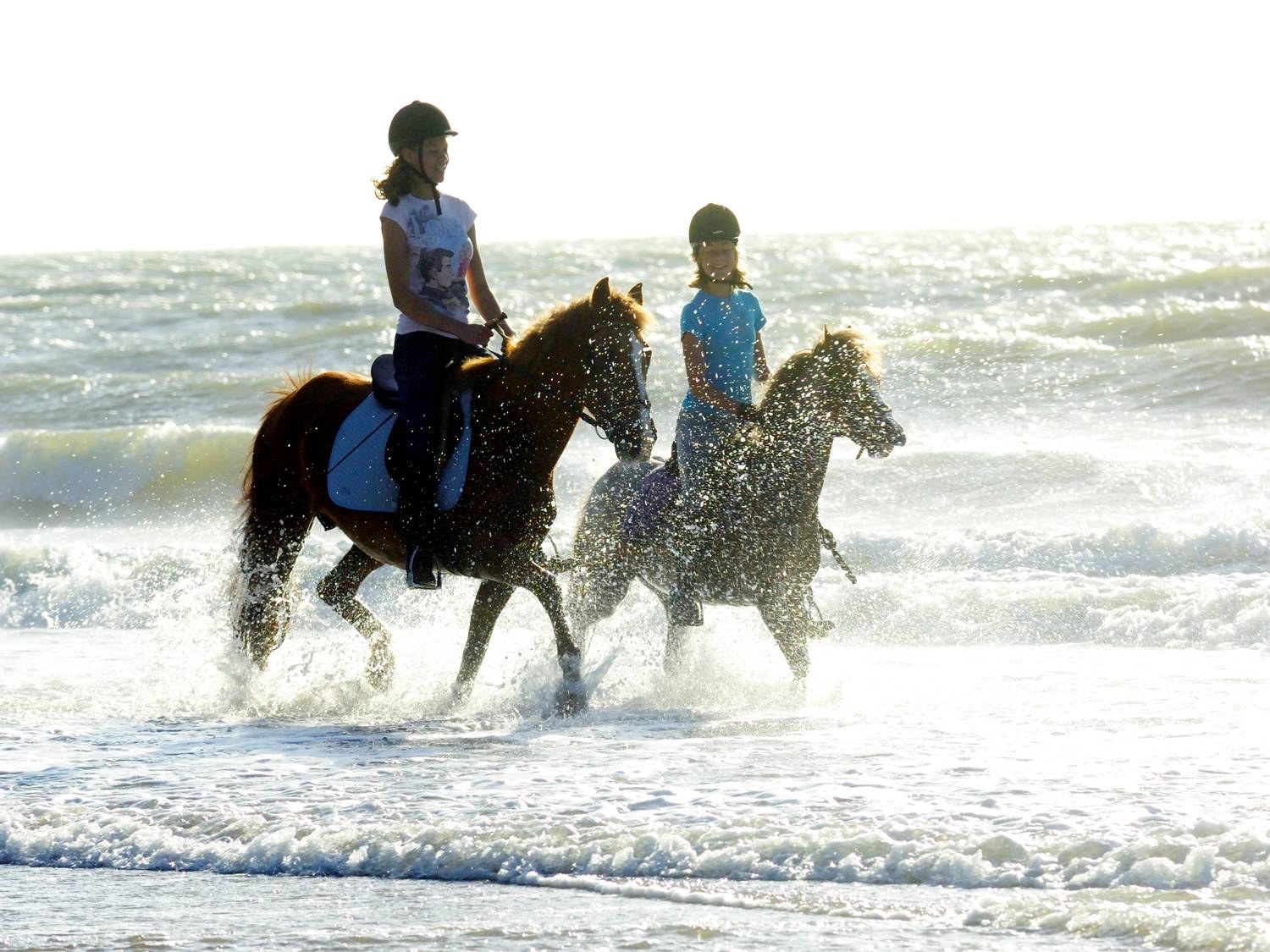 Paarden en pony’s