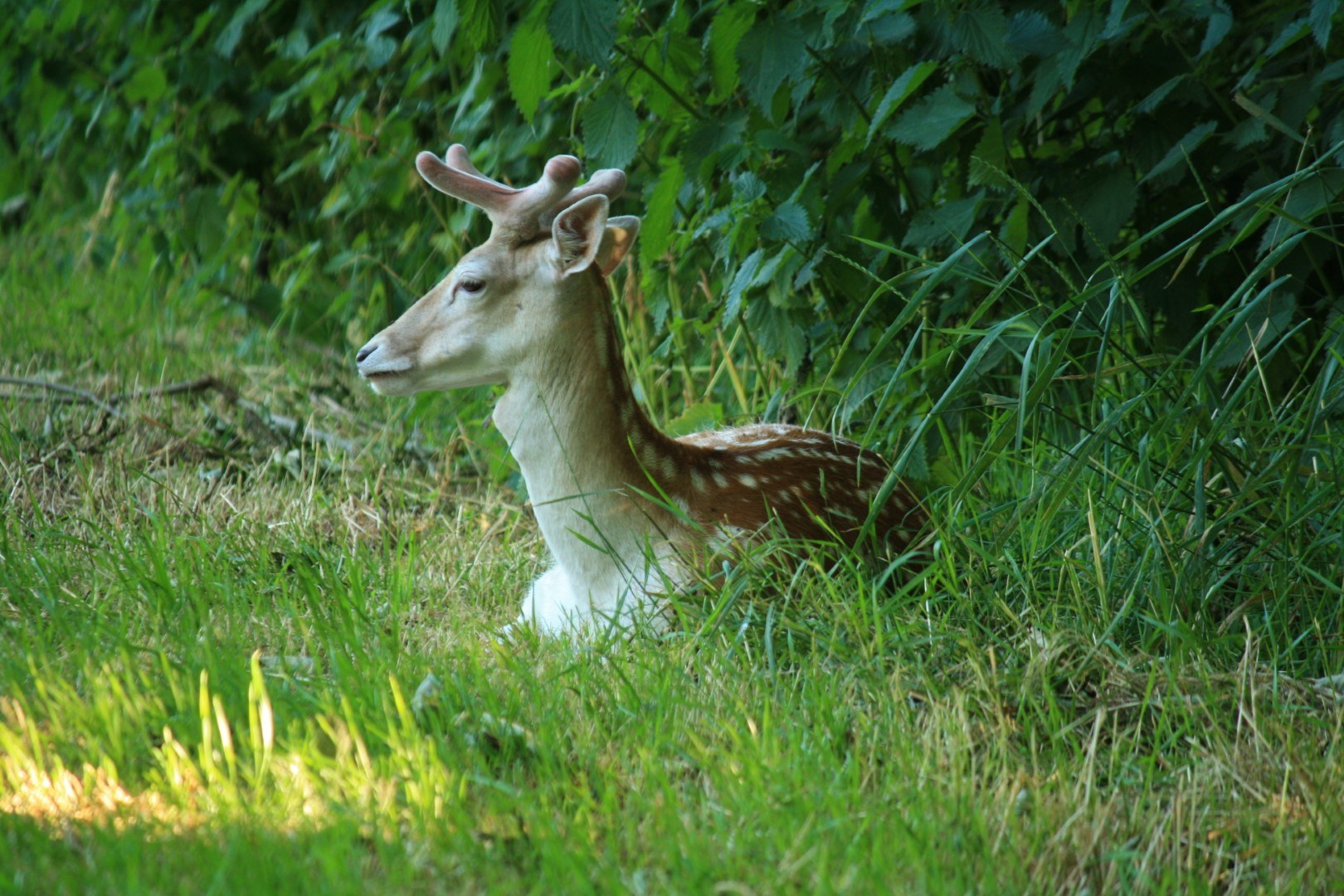 Ree in het veld