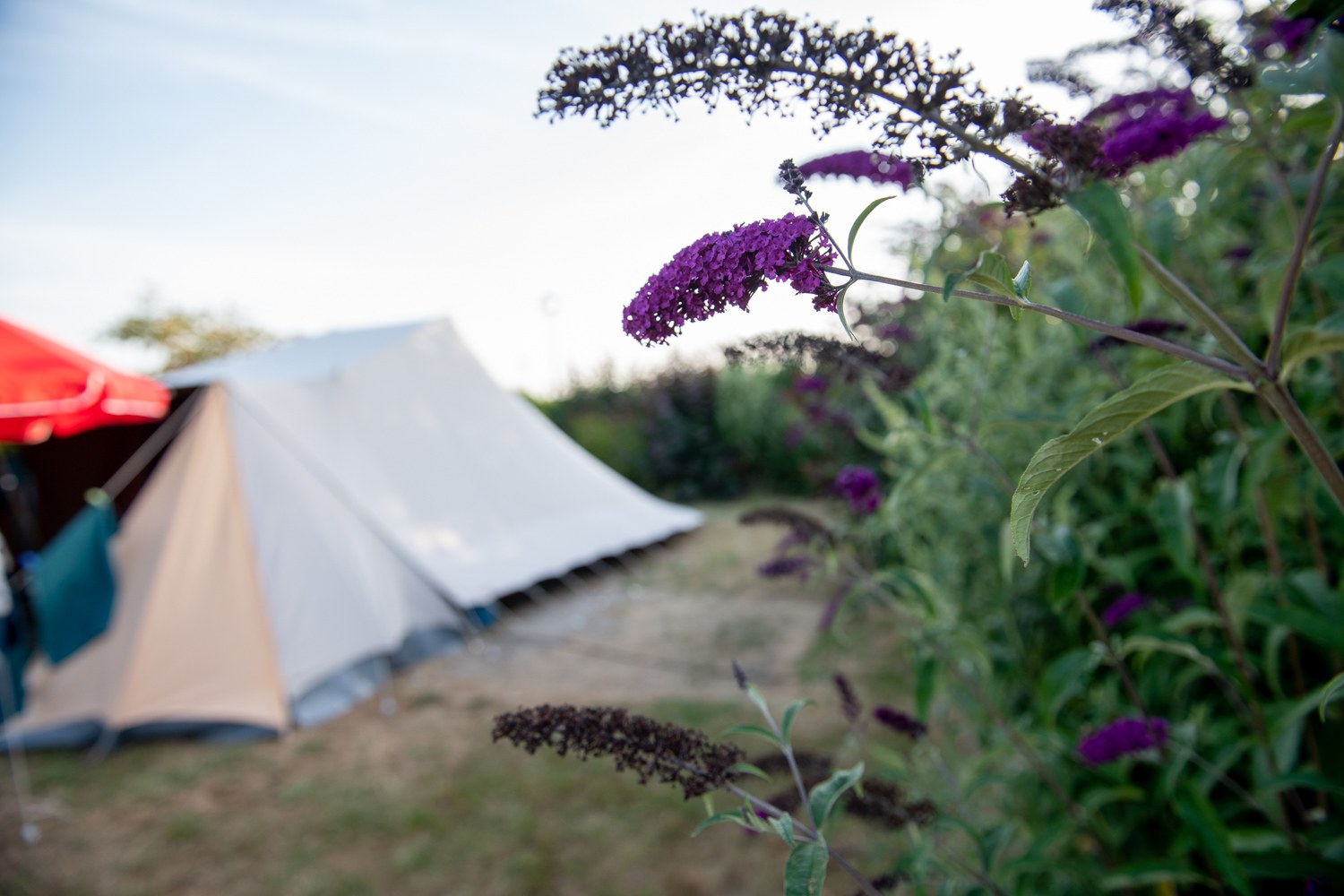 Tent tussen de struiken