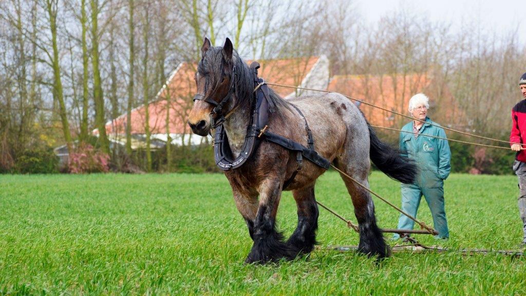 Trekpaard op het erf